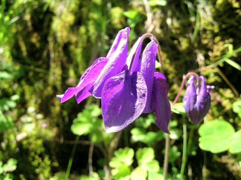 Blumenbild groß