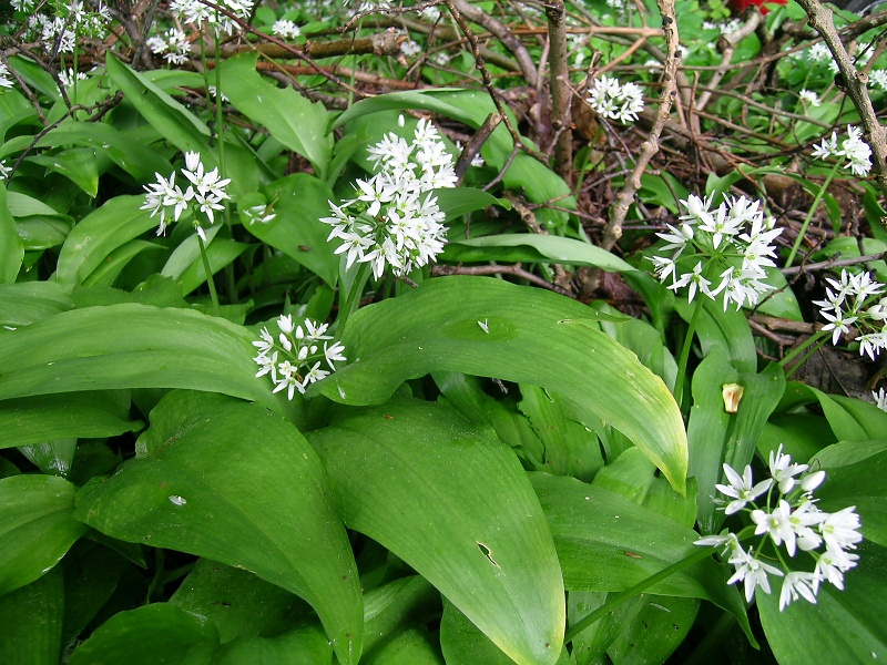 Blumenbild groß