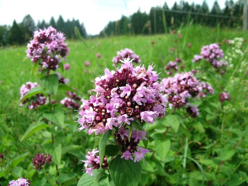 Blumenbild groß