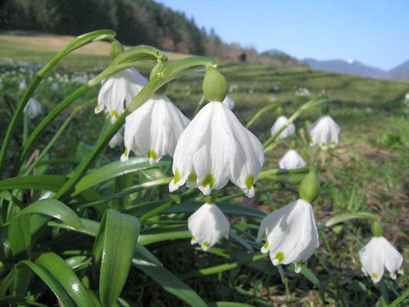 Blumenbild groß