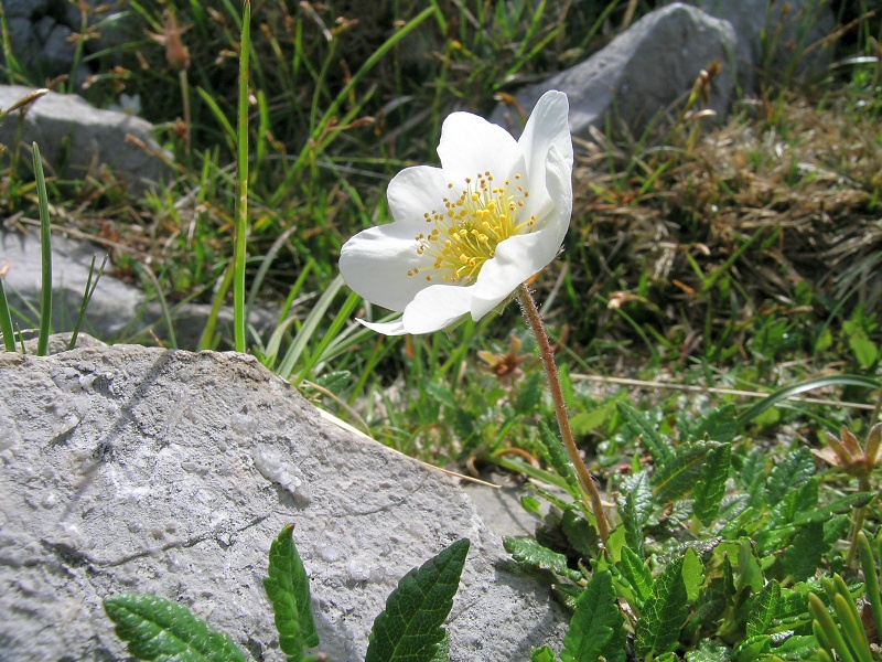 Blumenbild groß